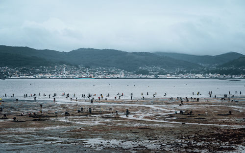 Birds in lake against mountains