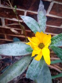 Close-up of yellow flowering plant