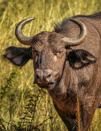 Buffalo standing on field