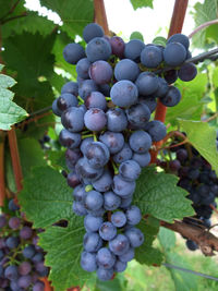 Close-up of grapes growing in vineyard