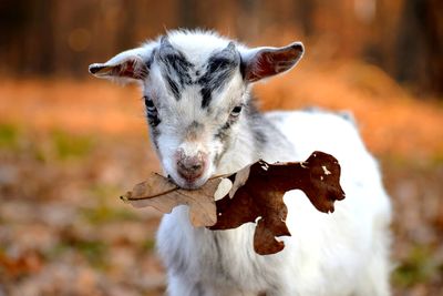 Close-up of a goat on field