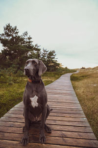 Dog looking away while sitting on wood against sky