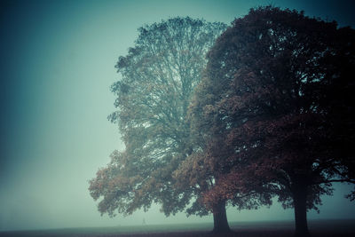 Low angle view of trees against sky