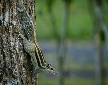 Chipmunk on tree trunk