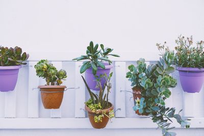 Potted plants against wall