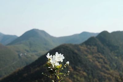 Close-up of white flowers against mountain range