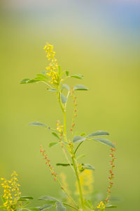 Close-up of yellow flowers