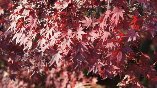 Close-up of maple leaves on tree