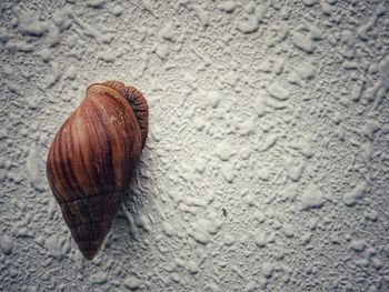 Close-up of snail