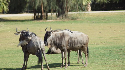 Horses on field