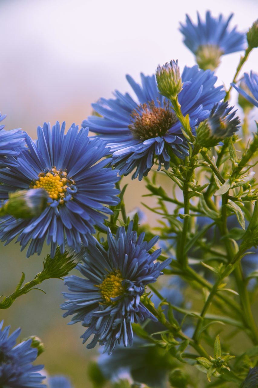 flower, flowering plant, plant, freshness, beauty in nature, nature, growth, close-up, flower head, purple, macro photography, blue, sky, fragility, no people, inflorescence, meadow, wildflower, petal, medicine, botany, aster, food and drink, blossom, food, selective focus, plant part, summer, outdoors, herb, leaf, herbal medicine, springtime, focus on foreground, field, alternative medicine, day, sunlight, healthcare and medicine, vegetable, landscape, green, animal wildlife