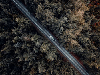 High angle view of plants growing in forest