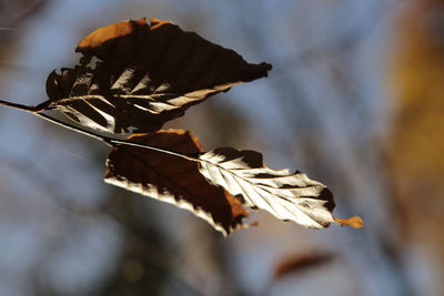 Close-up of dry leaf