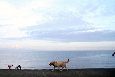 Horses standing on beach against sky