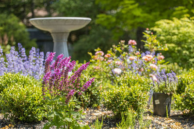 Purple flowering plants in park