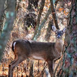 Portrait of deer in the forest