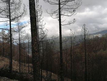 Scenic view of forest against sky