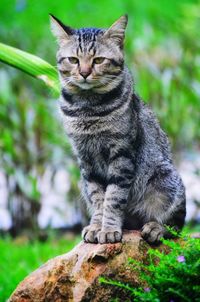 Portrait of cat sitting outdoors