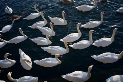 High angle view of swans swimming in lake