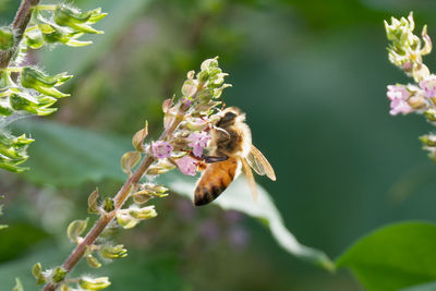 Bees are flying insects closely related to wasps and ant, known for their role in pollination 