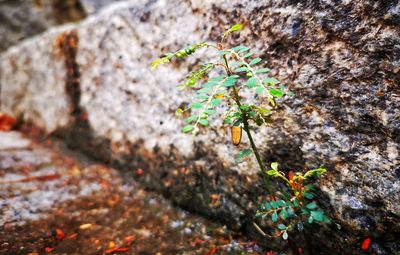 Close-up of lichen on rock