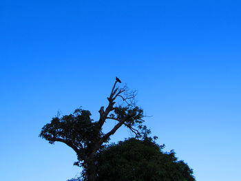 Low angle view of trees against clear blue sky