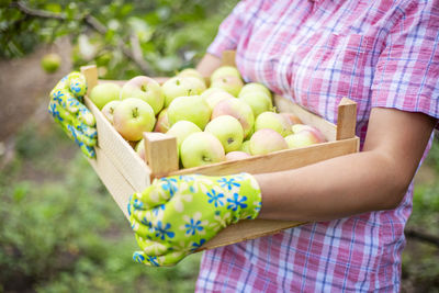 Midsection of woman picking apples