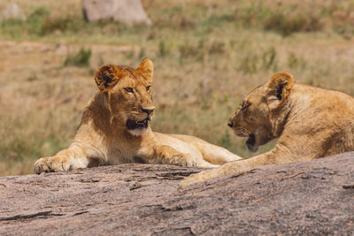 Two lion cubs on a rock