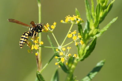 Close-up of insect pollinating on flower