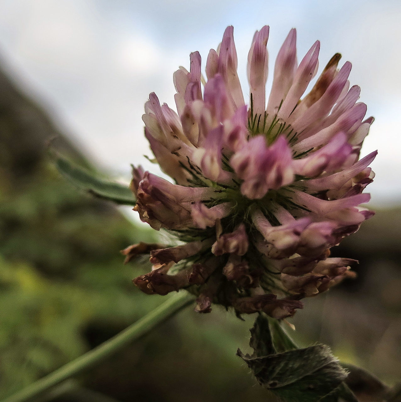 flower, fragility, freshness, growth, flower head, close-up, petal, single flower, focus on foreground, beauty in nature, plant, nature, blooming, stem, leaf, in bloom, pollen, spiked, day, botany