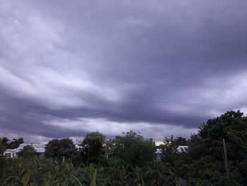 Low angle view of trees against sky