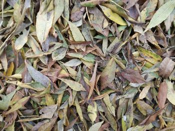 High angle view of dried leaves on field