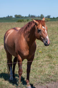 Horse standing in a field