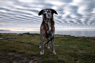 Dog on beach