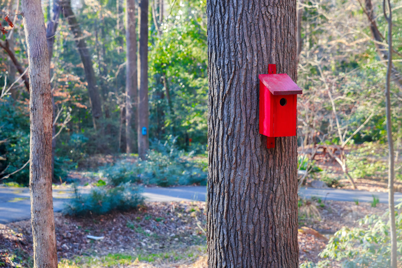 tree, tree trunk, trunk, plant, woodland, land, nature, forest, day, no people, red, tranquility, outdoors, autumn, growth, trail, wood, beauty in nature, tranquil scene, mailbox