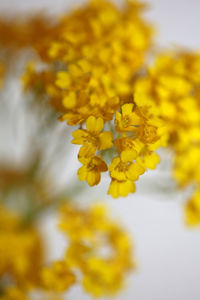 Close-up of yellow flowering plant