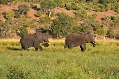 Elephants on field