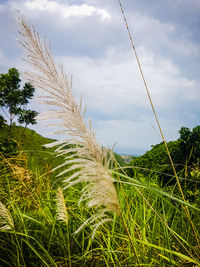 Close-up of stalks in field against sky