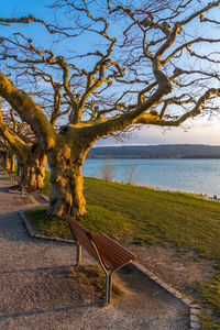 Bench by tree against sky