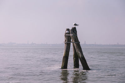 Seagull perching on wooden post in sea against sky