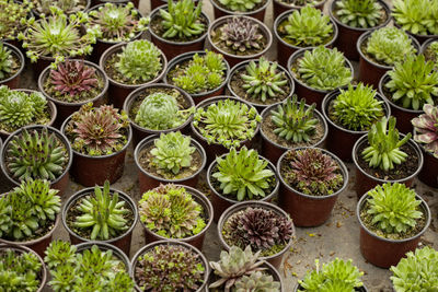 High angle view of potted plants in greenhouse