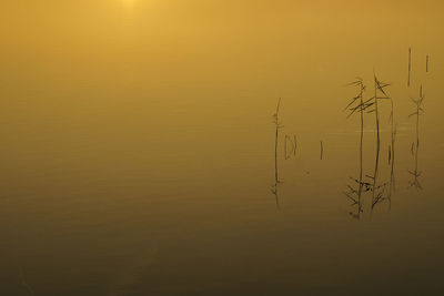 Close-up of yellow pattern