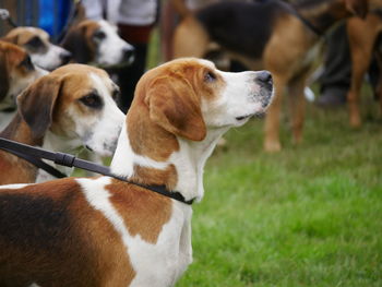 Close-up of dog