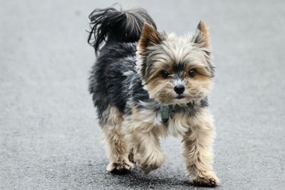 Portrait of dog on road