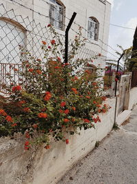 Plants growing in city against sky