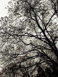 Low angle view of bare trees against sky