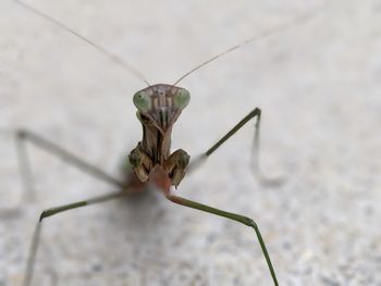 Close-up of insect