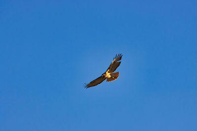 Low angle view of eagle flying in sky