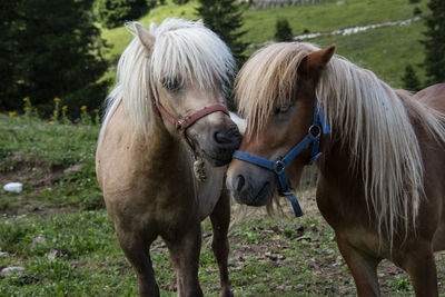 Horses standing in ranch