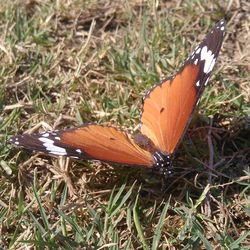 Close-up of butterfly on grass